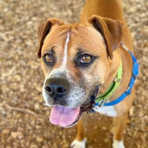 A brown and white dog with a blue collar and a green leash, standing on a gravel surface and looking up with its tongue out.