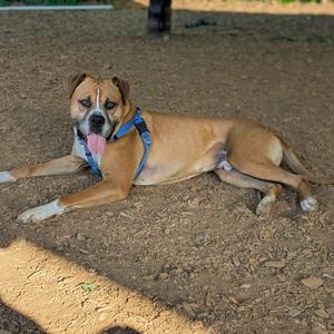 Cash Money Records, Boxer, adult, available for adoption