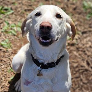 Aspen, Hound, adult, available for adoption
