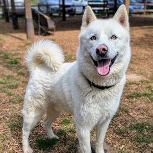 Chaucer, Husky, Siberian, adult, available for adoption