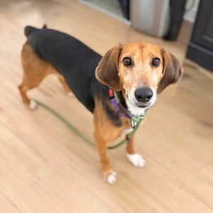 ABBA, Hound, adult, available for adoption