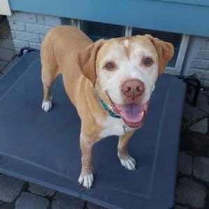 Buddy, Retriever, Yellow Labrador, adult, available for adoption