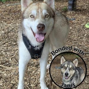 A tan and white husky-type dog wearing a harness stands in a wood-chipped area, next to a circular inset image of another grey and white husky-type dog labeled with the text 'Bonded with Janis'.