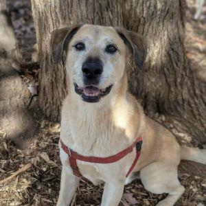 Echo, Shepherd, senior, available for adoption