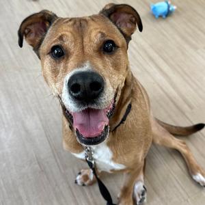 Draco, Mixed Breed (Large), adult, available for adoption