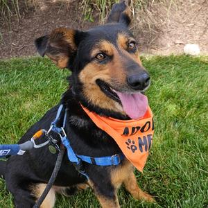 Butters Stotch, Shepherd, adult, available for adoption