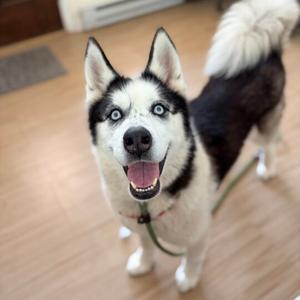 Jayda Wayda, Husky, adult, available for adoption