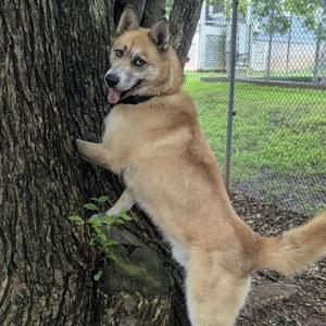 Henry, Husky, Siberian, adult, available for adoption