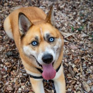 Henry, Husky, Siberian, adult, available for adoption