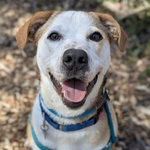 Buster Brown, Mixed Breed (Medium), adult, available for adoption