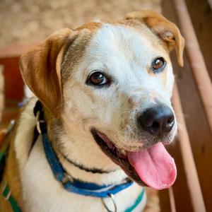 Buster Brown, Mixed Breed (Medium), adult, available for adoption