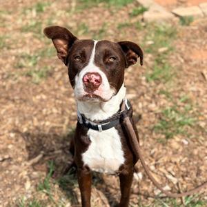 Huckleberry, Terrier, adult, available for adoption