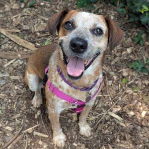 A happy dog with a pink harness sitting on the ground.