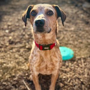 Hugo, Cattle Dog, adult, available for adoption