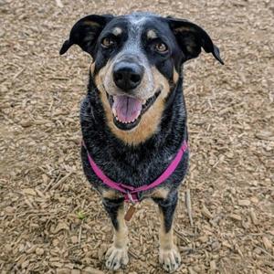 Doris, Cattle Dog, Australian (Blue Heeler), senior, available for adoption