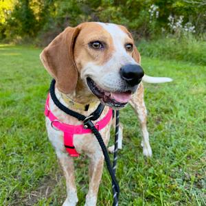Faith, Hound, adult, available for adoption