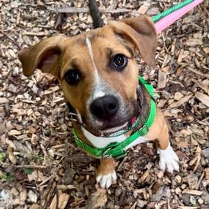 Jazz Hands, Unknown, young, available for adoption