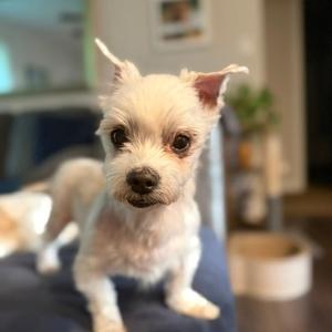 Charlie, Maltese, senior, available for adoption