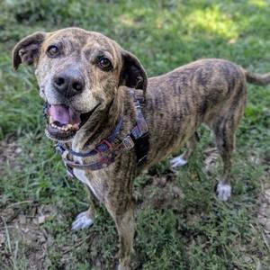 Dylan, Hound, senior, available for adoption