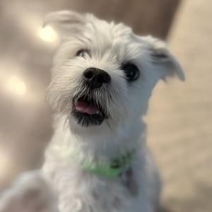 A close-up of a small white dog with a green collar, looking up with its mouth slightly open.