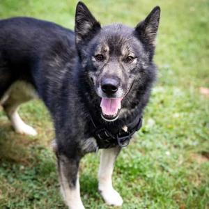 Kai (Ky), Akita, adult, available for adoption