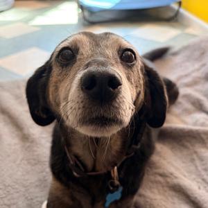Hazel, Mixed Breed (Medium), senior, available for adoption