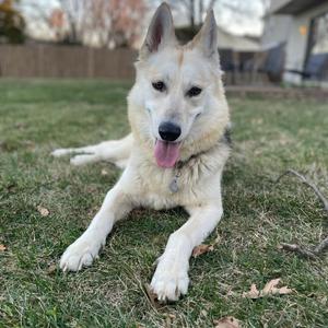 Jakob, Husky, adult, available for adoption
