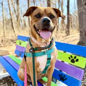 Brandy, Mixed Breed (Medium), adult, available for adoption