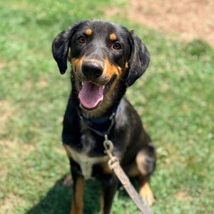Gumby, Coonhound, adult, available for adoption