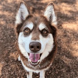 Alaska (FKA Shiloh), Shepherd, Australian, adult, available for adoption