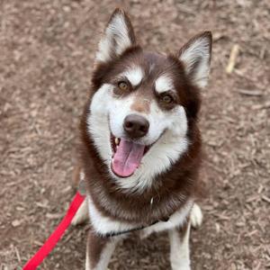 A brown and white husky dog with a red leash, standing on a dirt ground.