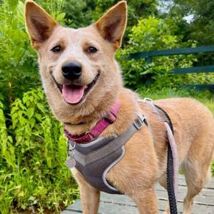 Chilli, Cattle Dog, Australian (Red Heeler), adult, available for adoption
