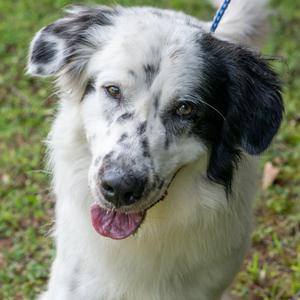 PICKLES-30878, Setter, adult, available for adoption