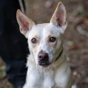 GHOST-30493, Shepherd, adult, available for adoption