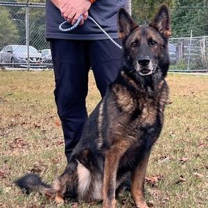 JERICHO-31097, Shepherd, German, adult, available for adoption