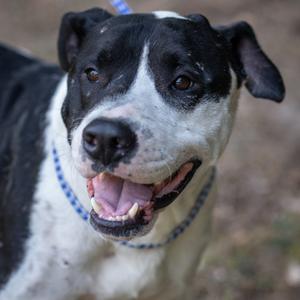 A black and white dog with a blue collar, smiling and looking at the camera.