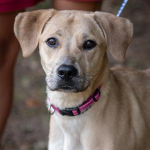 KIARA-31035, Retriever, Labrador, adult, available for adoption