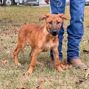 A brown puppy standing on grass next to a person wearing blue jeans and brown boots.