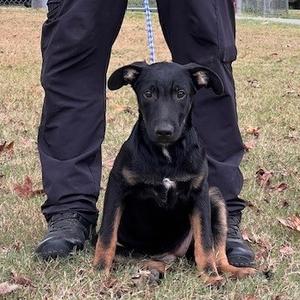 TASSY-31107, Shepherd, adult, available for adoption