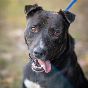 STERLING-31124, Retriever, Labrador, adult, available for adoption