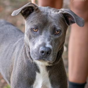 RYKER-31062, Terrier, Pit Bull, adult, available for adoption