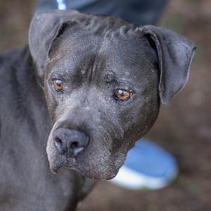 Close-up of a gray dog with brown eyes