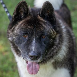 A close-up portrait of an Akita dog with its tongue hanging out.