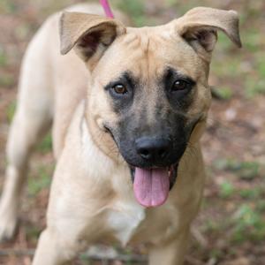 A tan dog with black markings on its face and ears, panting with its tongue out.