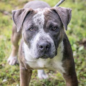 A close-up portrait of a grey and white pit bull-type dog standing outdoors on grass.