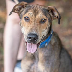 A brown and black brindle dog with a blue collar, panting with its tongue out, sitting in front of a person's leg.