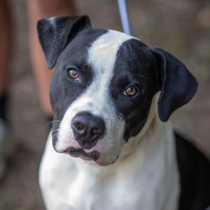 TONKA-31046, Terrier, Pit Bull, adult, available for adoption