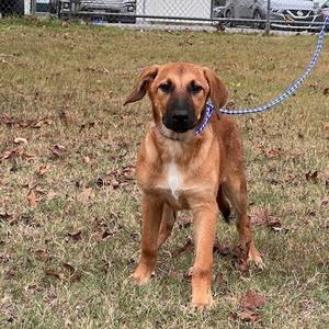 A brown dog with a white chest standing on grass, wearing a blue leash.
