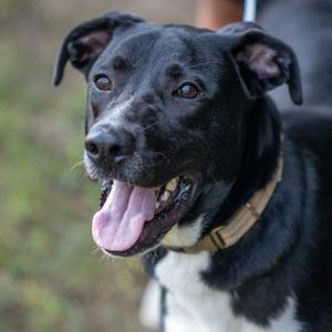TUCK-31048, Retriever, Labrador, adult, available for adoption