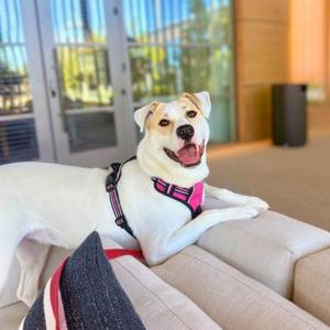Piper, Labrador Retriever Mix, young, available for adoption